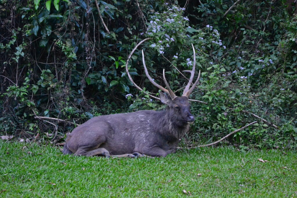 a large deer sits by the roadside in Khao Yai national park